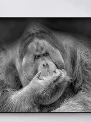 Orangutan canvas black and white like new, 40x50 cm