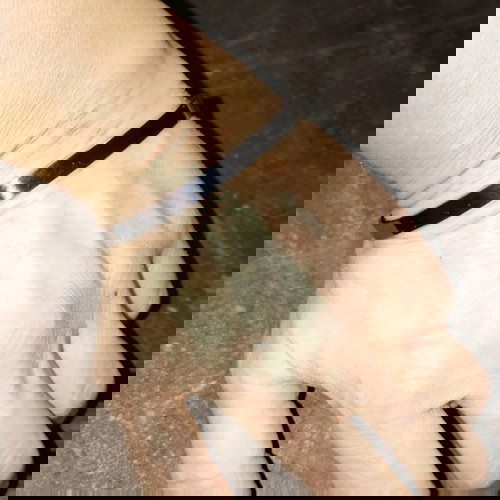 Αιγόκερως χειροπέδα καινούργια από ανοξείδωτο ατσάλι ασημί