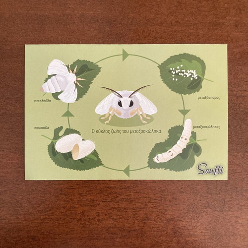 Soufli Silkworm Life Cycle Souvenir Postcard