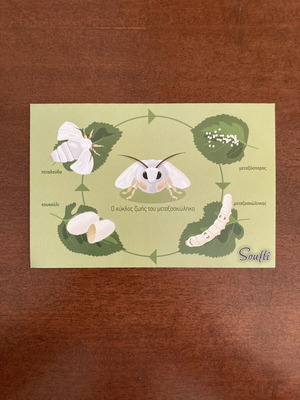 Soufli Silkworm Life Cycle Souvenir Postcard