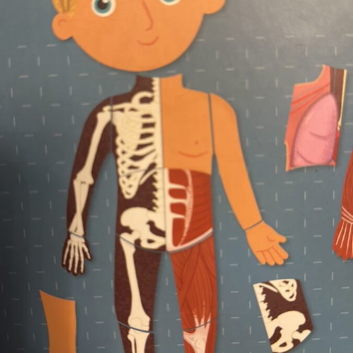 Apli Kids Magnetic Human Body Educational Game new