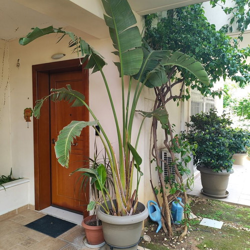 Strelitzia Nicolai plant like new, over 2 meters with pot and metal stand