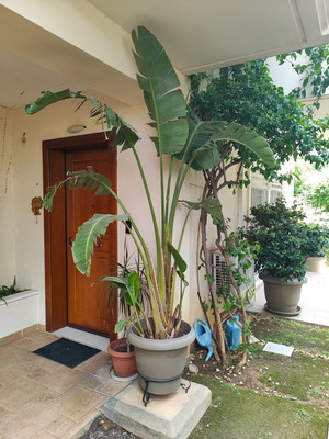 Strelitzia Nicolai plant like new, over 2 meters with pot and metal stand