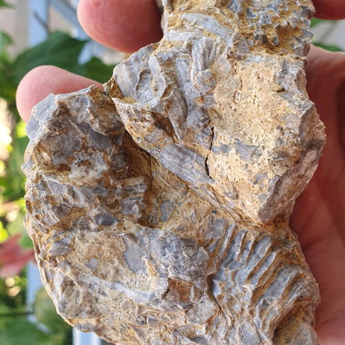 Multiblock Rudists Radiolites Fossil from Thebes Cretaceous
