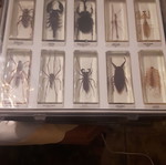 Insect collection used, 83 specimens