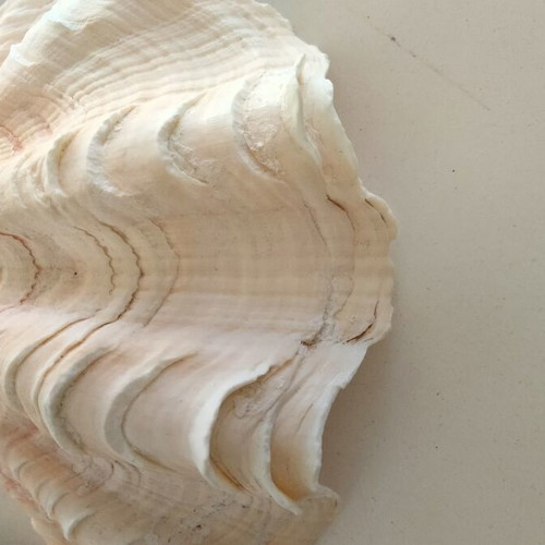 Giant Tridacna Squamosa Clam Shells new, matched pair