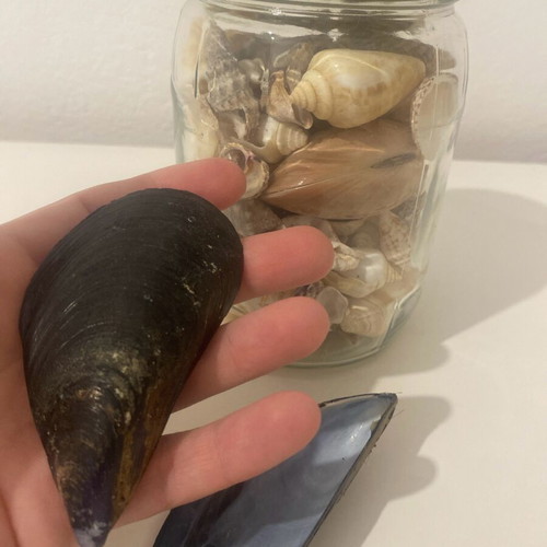 Large vase with seashells like new for decoration and crafts