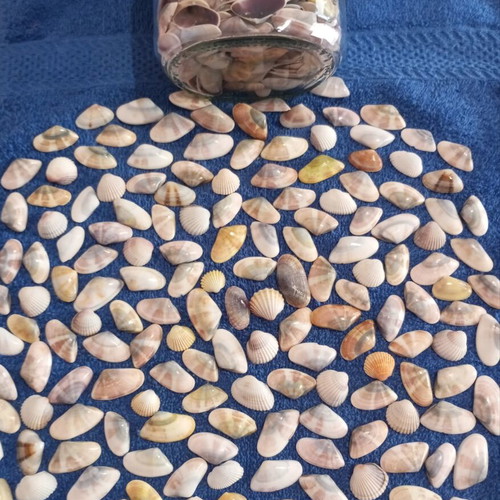 Jar of seashells like new, colorful for crafts and candle making