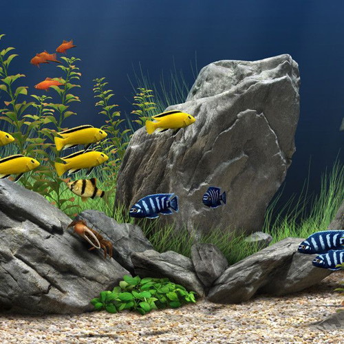 Aquarium DVD new, Greek edition 2003