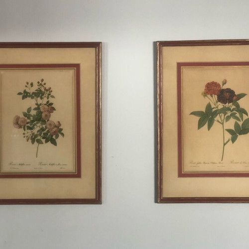 Pierre-Joseph Redouté Historical Botanical Print Frames Refurbished