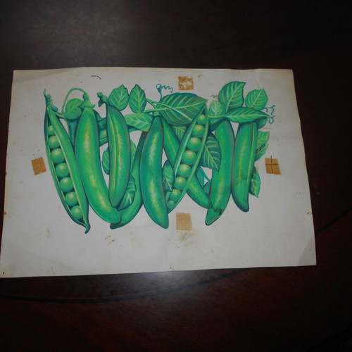 Xenia Green Bean used large label and similar mockup