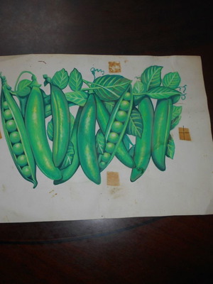 Xenia Green Bean used large label and similar mockup
