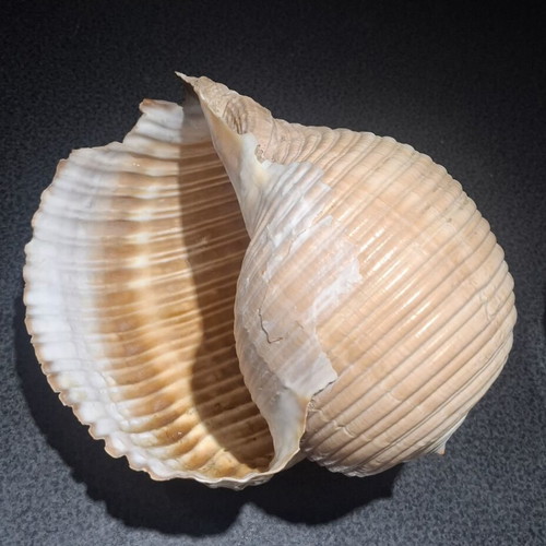 Tonna galea large collectible seashell, 19cm