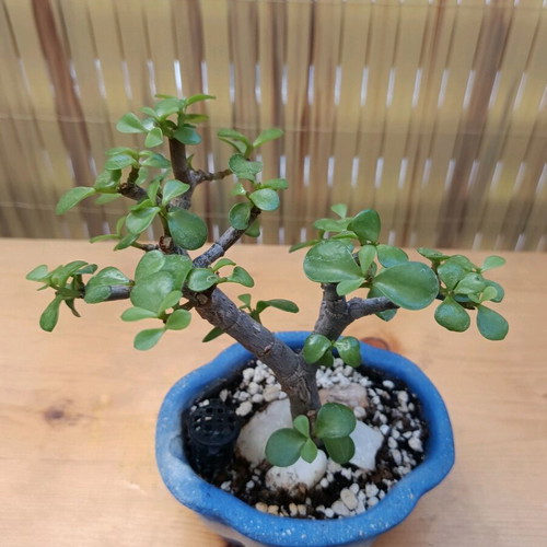 Portulacaria afra Bonsai 18cm new