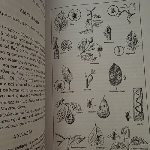 Dendrokomia Dendrotechniki General and Special by Ignatios M. Zacharopoulos