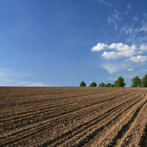 Agricultural arable land 77.2 decares with lease agreement in Musina village
