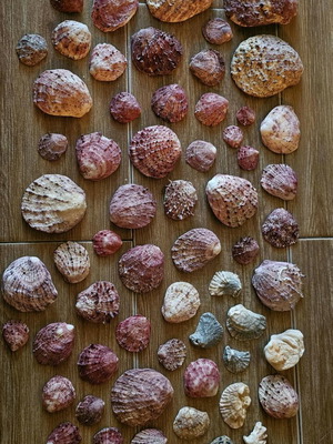 Scallop shells like new for decoration or crafts
