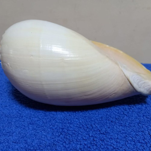 Melo Diadema seashell used, nautical decoration