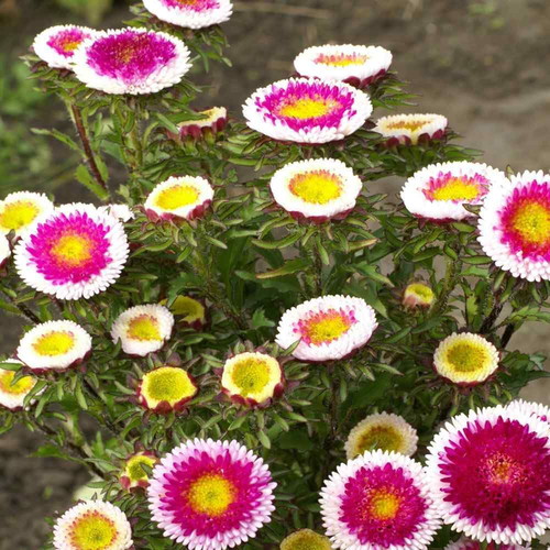 Callistephus chinensis flower seeds like new, bicolor bloom