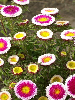 Callistephus chinensis flower seeds like new, bicolor bloom