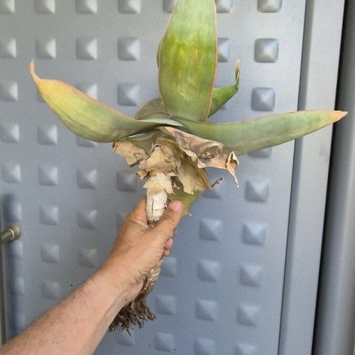 Aloe Striata new, large specimen with 23cm caudex
