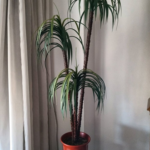 Decorative plant for indoor and outdoor spaces (H 1.40).