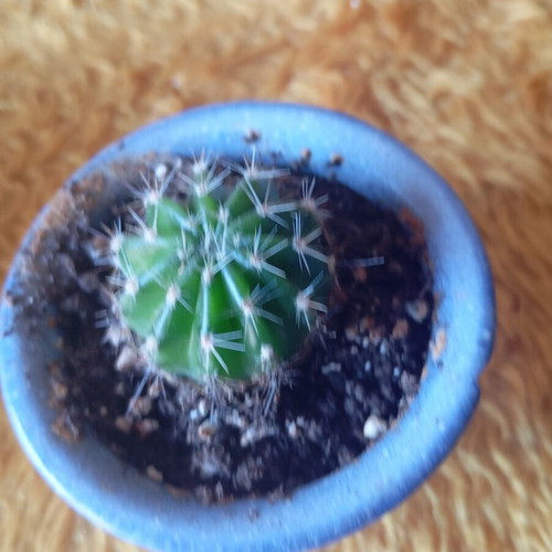 Echinopsis cactus in ceramic pot new