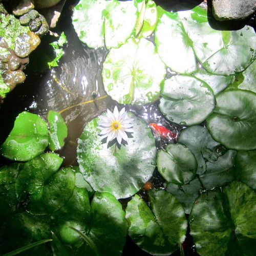 Nymphaea Violet-Blue Tropical Water Lily New