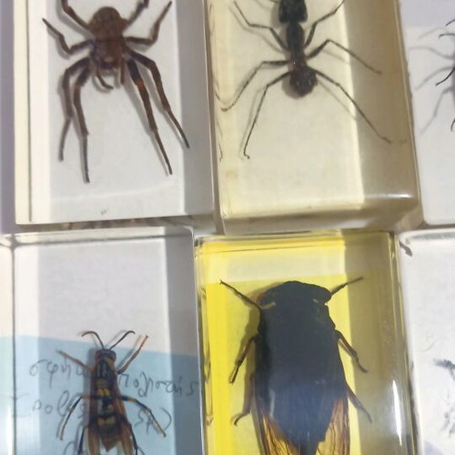 Insecticide Collection 11 Different Specimens with Latin Names