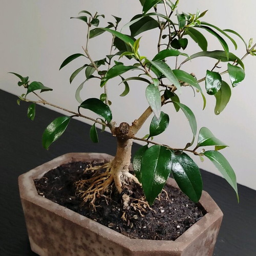 Bonsai Ligustrum 10 Years Old in Handmade Ecological Pot new