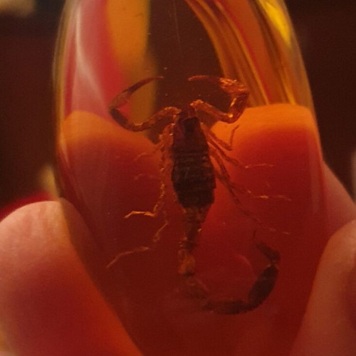 Decorative items with scorpion in resin, new, set of 2 pieces
