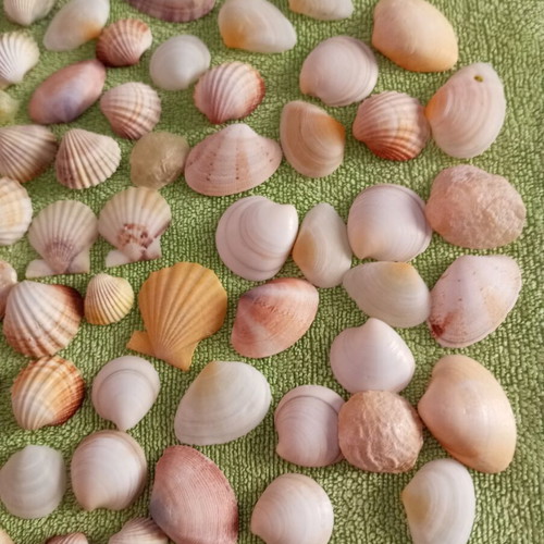 Rare collectible natural seashells like new for decoration and crafts