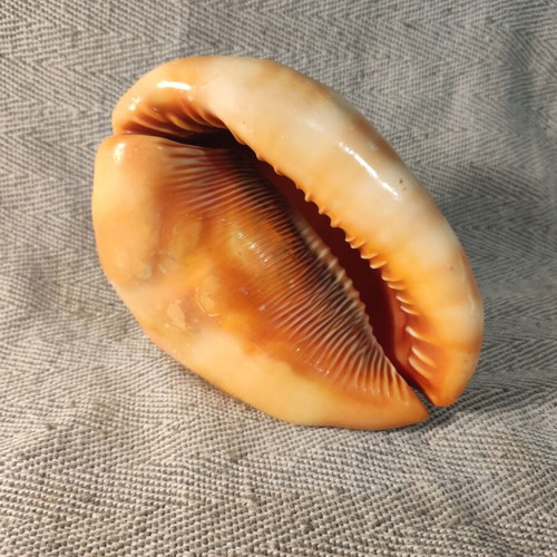 Cypraecassis Rufa shell like new, 14x10x10 cm