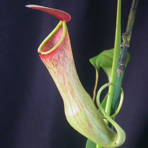 Nepenthes tropical pitcher plant seeds like new