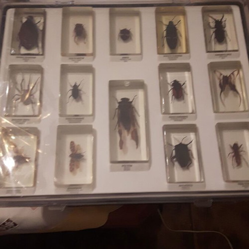 Insect collection used, 83 specimens