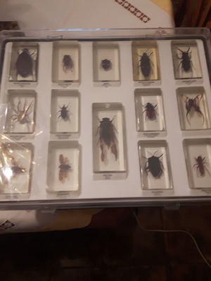Insect collection used, 83 specimens
