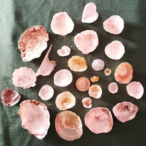 Anomiidae shells collection new, pack of 26 for decoration and crafts