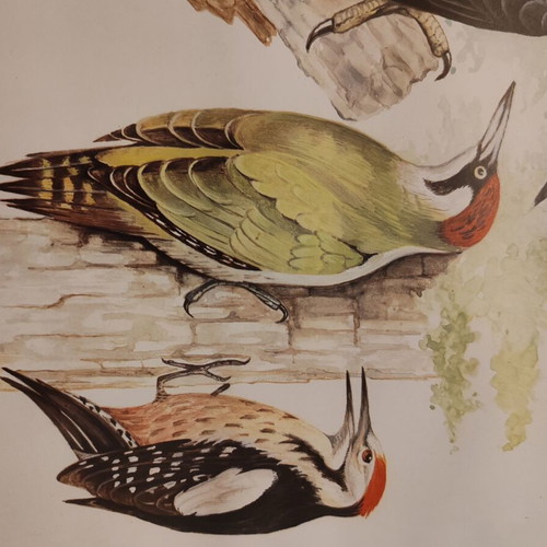 Engravings with animals and birds from Greek fauna new