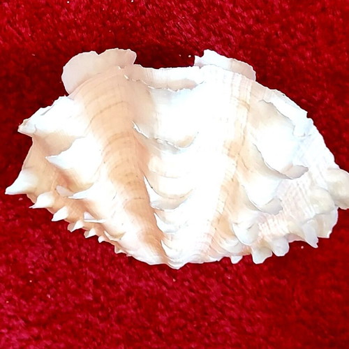 Tridacna Squamosa Seashell used, decorative coastal clam