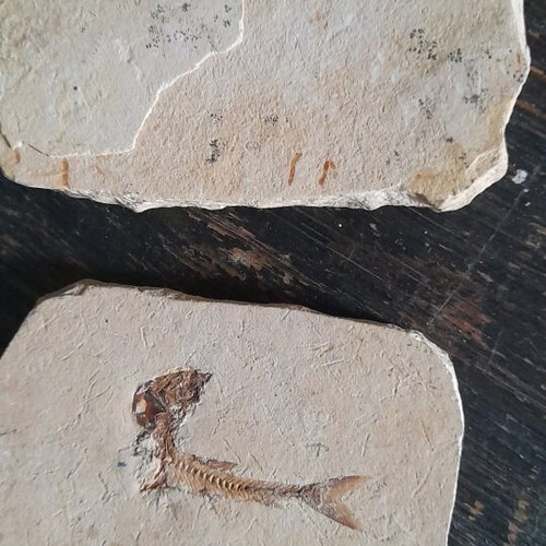 Fish fossils used, set of 2 pieces