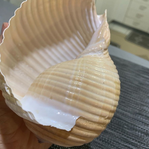 Large natural seashell, vintage coastal decor