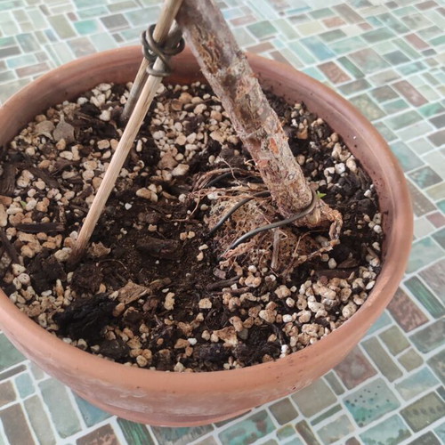 Portulacaria Afra bonsai plant