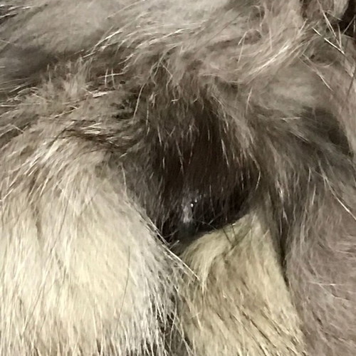 Genuine fox fur new, gray and beige