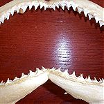  Δοντια λευκου καρχαρια