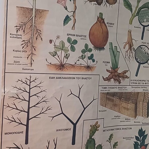 Vintage Botanical School Chart used, 75 cm