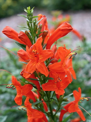 Tecomaria Capensis Cape Honeysuckle Seeds New