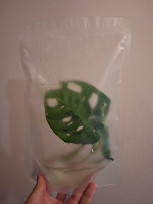 Monstera monkey μόσχευμα συσκευασμένο καινούργιο