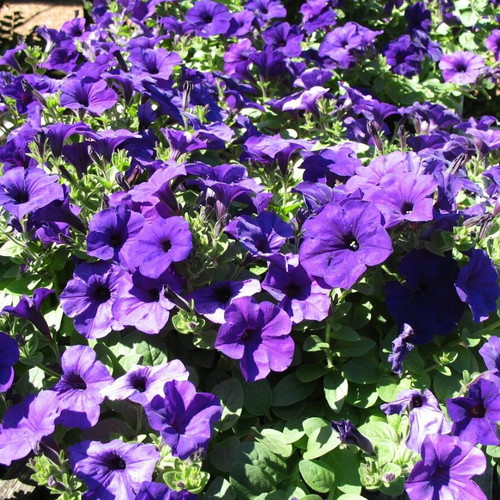 Petunia flower seeds, deep purple-blue, pack of 25