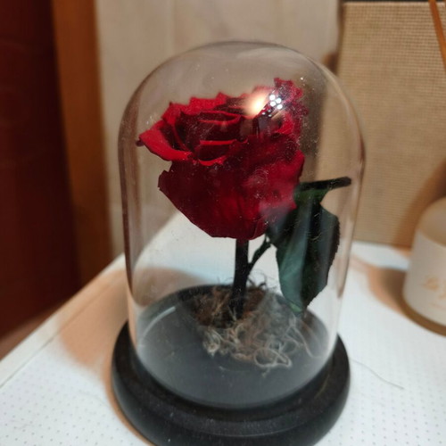 Forever rose new real rose