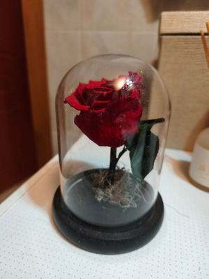 Forever rose new real rose